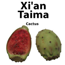 Cactus Xian Taima Cactus Xian Taima